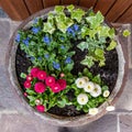 Marguerite daisies and blue flowers bloom next to the ivy in a flowerpot outdoors Royalty Free Stock Photo