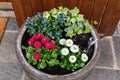 Marguerite daisies and blue flowers bloom next to the ivy in a flowerpot outdoors Royalty Free Stock Photo