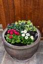 Marguerite daisies and blue flowers bloom next to the ivy in a flowerpot outdoors Royalty Free Stock Photo