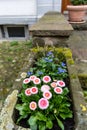 Marguerite daisies and blue flowers bloom next to the ivy in a flowerpot outdoors Royalty Free Stock Photo