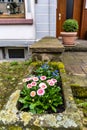 Marguerite daisies and blue flowers bloom next to the ivy in a flowerpot outdoors Royalty Free Stock Photo