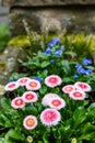 Marguerite daisies and blue flowers bloom next to the ivy in a flowerpot outdoors Royalty Free Stock Photo