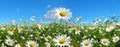 Marguerite daisies on meadow with blue sky at the background.