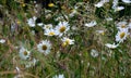 Marguerite Daisy a popular summer flower