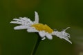 Marguerite with drops of Water on a dark green Background