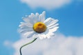 Marguerite flower Royalty Free Stock Photo