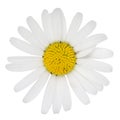 Marguerite flower Royalty Free Stock Photo