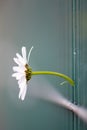 Marguerite flower growing through green fence to escape urban gardens with flower head in full blow in spring as camomile macro