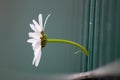 Marguerite flower growing through green fence to escape urban gardens with flower head in full blow in spring as camomile macro