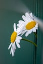 Marguerite flower growing through green fence to escape urban gardens with flower head in full blow in spring as camomile macro