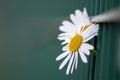 Marguerite flower growing through green fence to escape urban gardens with flower head in full blow in spring as camomile macro