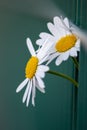 Marguerite flower growing through green fence to escape urban gardens with flower head in full blow in spring as camomile macro