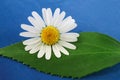 Marguerite flower and a leaf Royalty Free Stock Photo