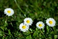 Marguerite flowers, small daisy