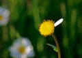 marguerite (Leucanthemum vulgare) all but one petal ripped off Royalty Free Stock Photo