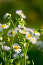 Marguerite in the summer garden