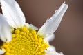 Marguerite and water drops