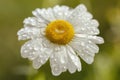 Marguerite - water drops - macro