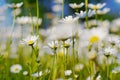 Marguerites