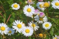 Marguerites