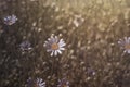 Marguerites flowers Royalty Free Stock Photo