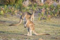 Forester Kangaroo Macropus giganteus one of the biggest kangaroos.