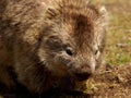 Maria Island - Wombat close up Royalty Free Stock Photo