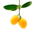 Marian plum fruit on white background
