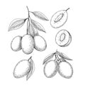 Marian plum hand drawn illustration