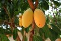 Marian Plum or Plum Mango or Gandaria.