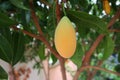 Marian Plum or Plum Mango or Gandaria.