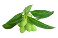 Marian plum, Plum mango, Maprang Fruit isolated on white background. Fruit of Thailand Royalty Free Stock Photo