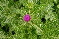 Marian thistle with flower in a German garden Royalty Free Stock Photo