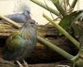 Mariana fruit dove, Philadelphia Zoo spring