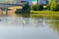 Swans on Drava river in Maribor Royalty Free Stock Photo
