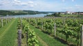 Maribor Styria Vineyards The Drava River and the WorldÃ¢â¬â¢s Oldest Grapevine Royalty Free Stock Photo