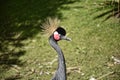 Maribou Stork in theBird Garden at Beautiful Country House near Leeds West Yorkshire that is not National Trust