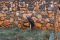 Maribu bird in front of stone wall in Nairobi, Kenya Royalty Free Stock Photo