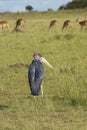 Maribu Stork and Impala in Lewa Conservancy, Kenya Royalty Free Stock Photo