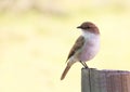Marico Flycatcher Royalty Free Stock Photo
