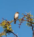 Marico Flycatcher Royalty Free Stock Photo