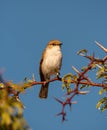 Marico Flycatcher Royalty Free Stock Photo