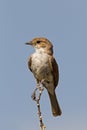 Marico flycatcher perched on twig