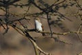 Marico flycatcher bradornis mariquensis