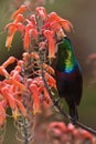 Marico Sunbird