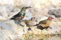 Marico Sunbird, Waxbill and Finch - Wild Bird Background from Africa - Colors of life