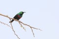 Marico Sunbird - Wild Bird Background from Africa - Colors in the Sky