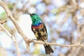 Marico Sunbird - Wild Bird Background from Africa - Colors on a Tree