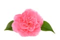 Marie Bracey Camellia flower isolated on white background Royalty Free Stock Photo
