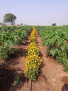 Mariegold Flower Farming with Papaya Royalty Free Stock Photo